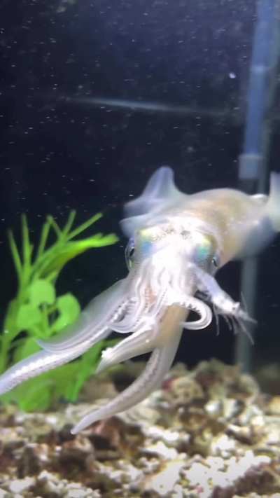 Found some on insta who has a pet squid 