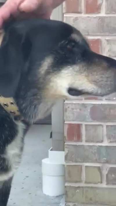 Family dog won’t let cicada out!