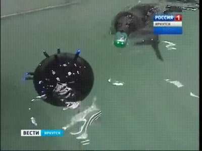 Seals ...