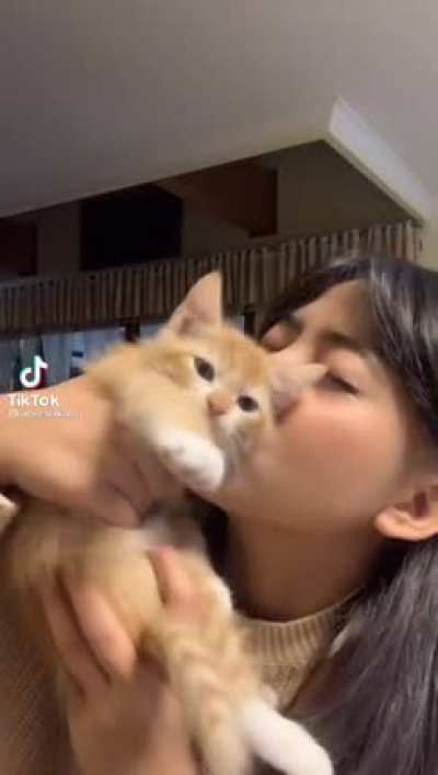 Kitten's armpit