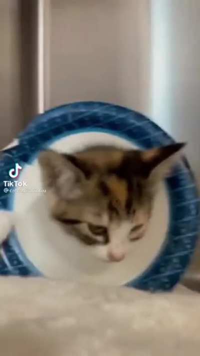 plate kitty is not happy