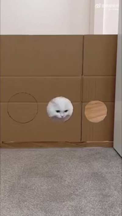 amazing cat 😎