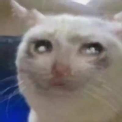 Thanks i hate singing sad cat
