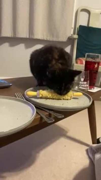 Corn thief cat
