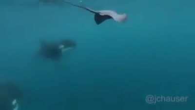 🔥 orca being a bully