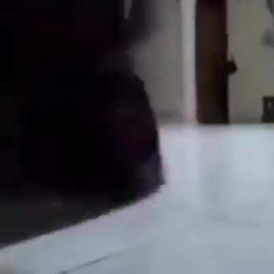 Funny cat comp