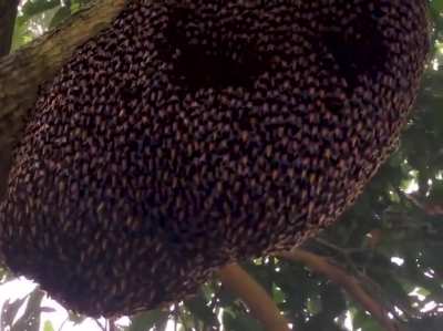 As abelhas gigantes usam uma defesa coletiva conhecida como 