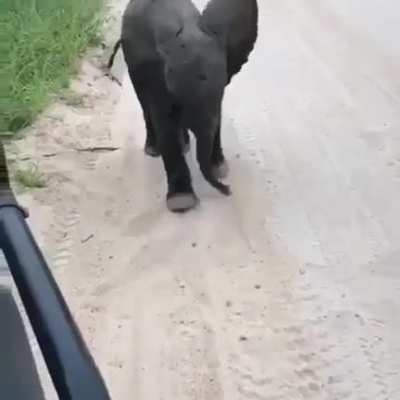 I’m a big elephant Rawr