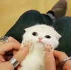 Smol Cat Paws