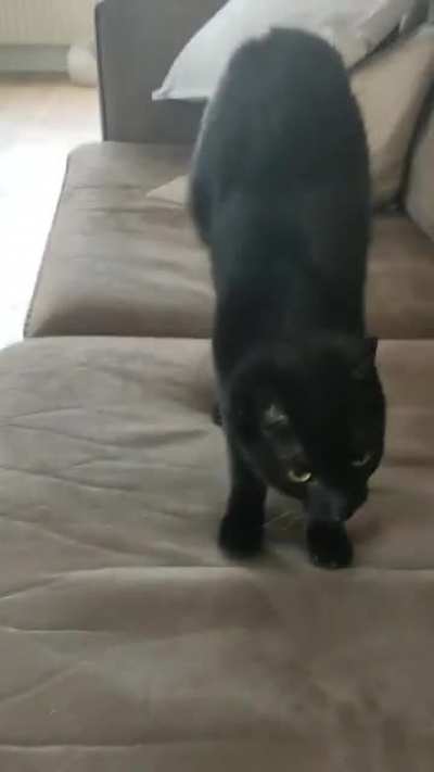 Shakey has ataxia, his stretches are super cute!
