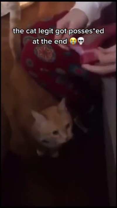 Cat revs up to demon scream