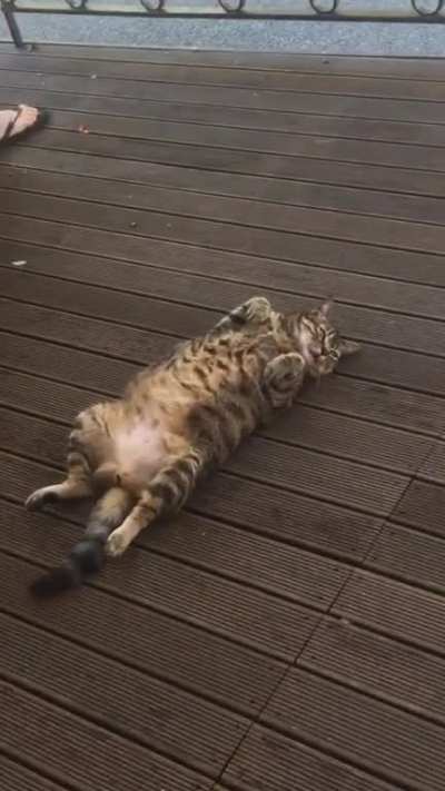 My chonker enjoying the morning breeze