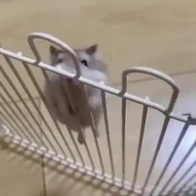 The impossible Hamster wiggles