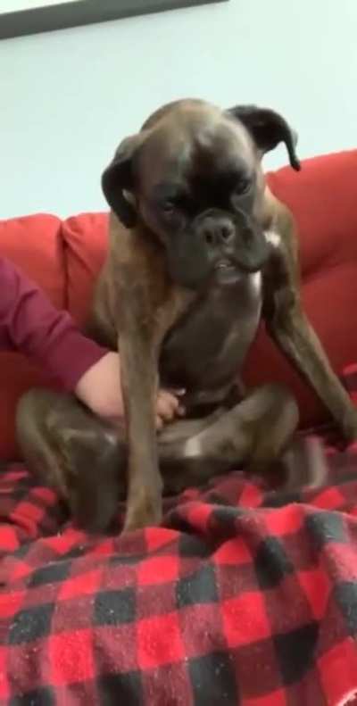 Dog doing the Belly Rub Dance