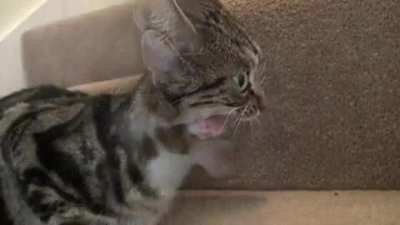 Cat's appetite surpasses its mouth