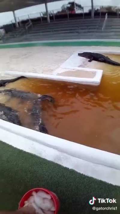 Feeding crocodiles is a dangerous job