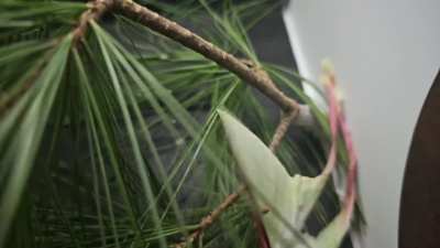Trying to fly during the photoshoot (Actias Dubernardi, Slow-mo)