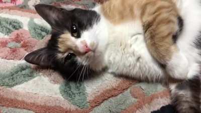 Calico engine