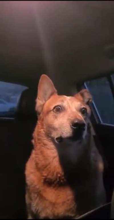 Terrified dog: 