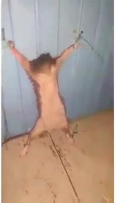 aç ulan