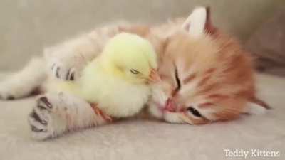 Warm cuddles