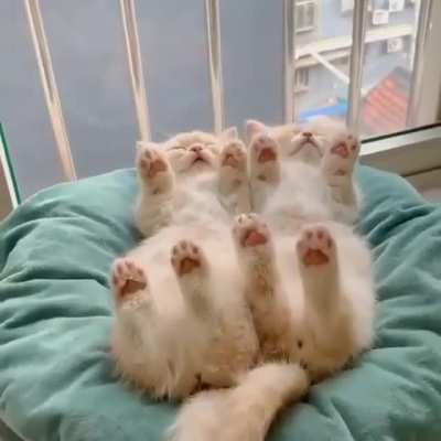 Sleeping 😴