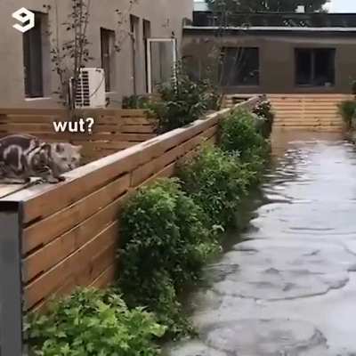 “Da fuq?” -Cat