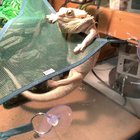 Look at this lizard