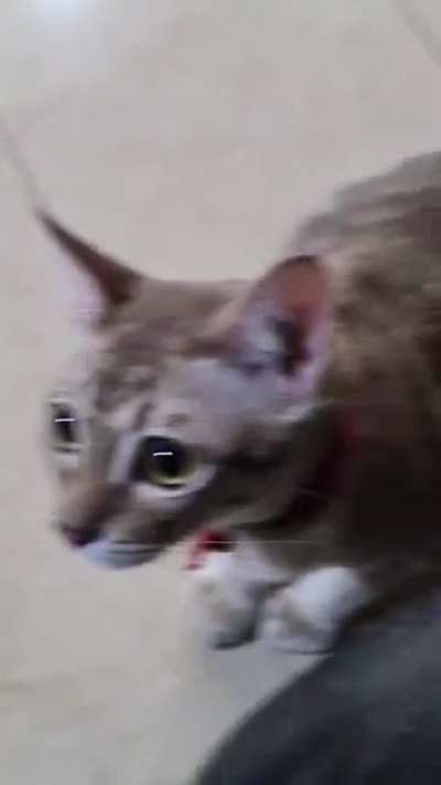 I love my cat