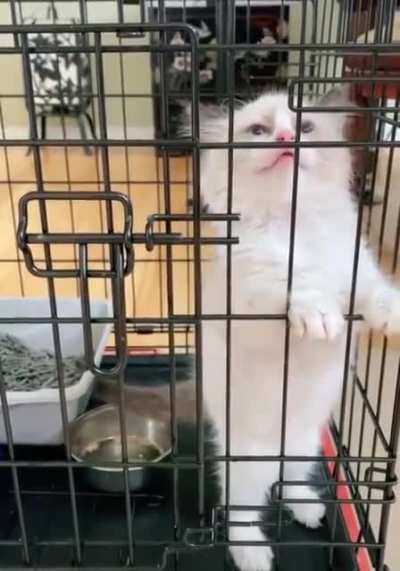 Kitten is in immense pain