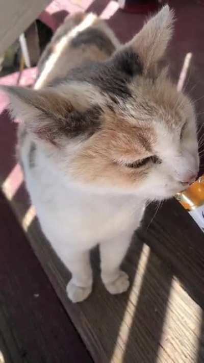 My beautiful baby was put to sleep today due to cancer. 15 years ago, she was abandoned by a neighbor and came to live with us since. My heart feels so empty and I can’t stop crying. I miss and love her so so so so so much.