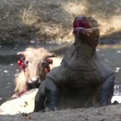 A Komodo Dragon eats its prey alive