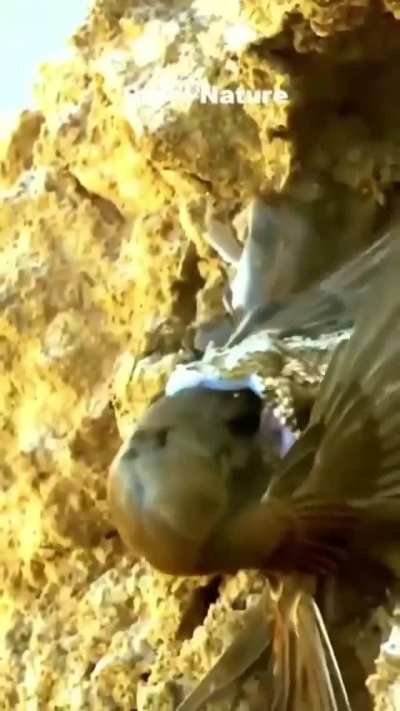 a horned viper enjoys an airlifted meal