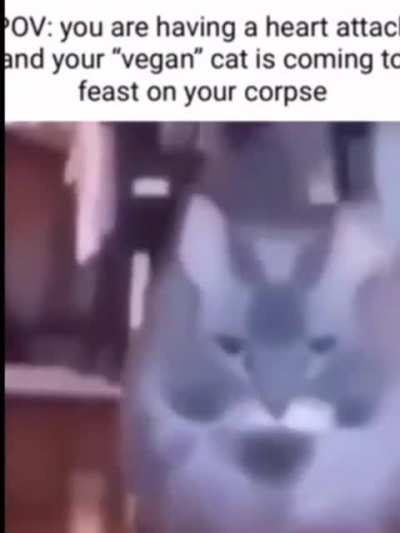 No not my “vegan” cat