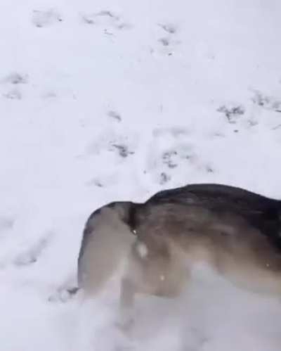 Blind doggo gets excited over snow