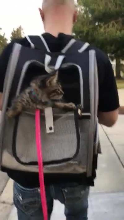 Babies go for a walk!