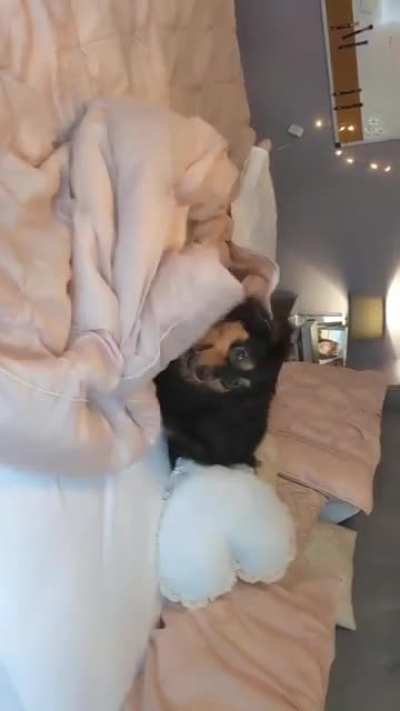 dog pisses on bed perfectly cut scream
