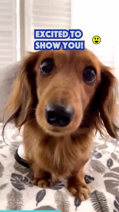 Cute Dog Loves His Adorable Sweater!
