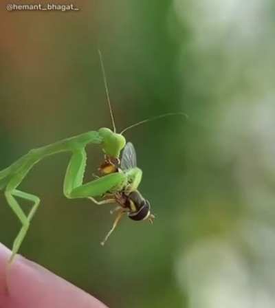 Praying mantis eats a hoverfly alive (credit: Hemant Bhagat)