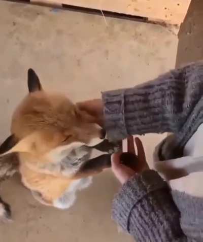 What a cute fox it is