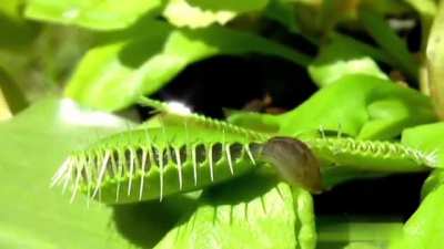 To catch a snail