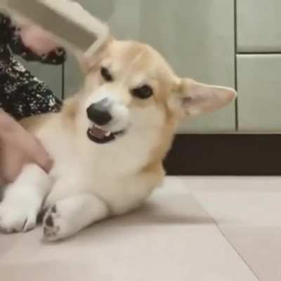 Rubbing is a dog’s universal language