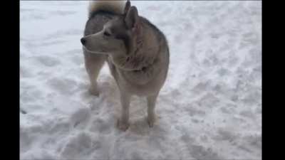 to bring Malachi the Husky in from the snow