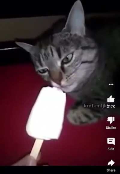 Cat brain freeze