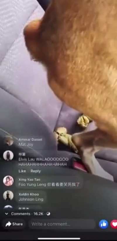 Wahloaaaaa