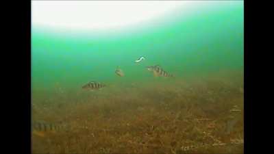 When a Jumbo Perch comes storming in. Lake Simcoe, Ontario.
