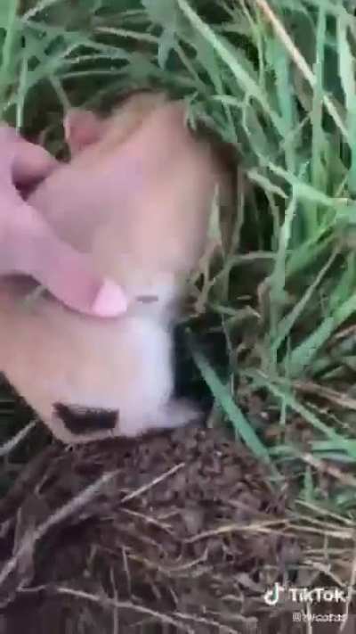 Don’t sneak up on spider pig