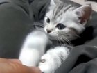 Urge to kill rising but maybe just a little nap first