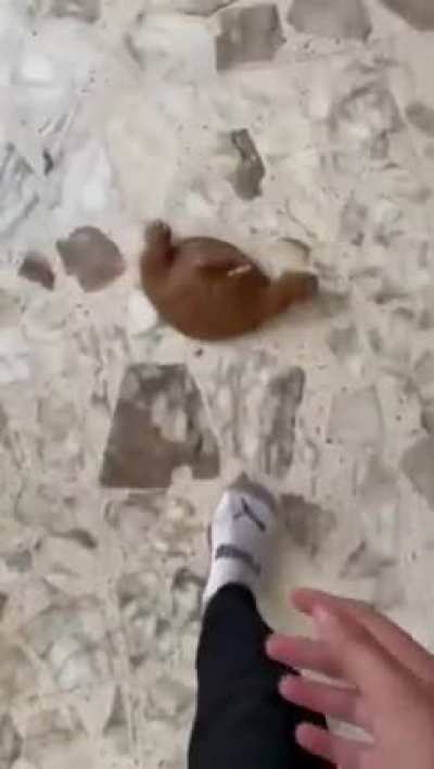 Monke