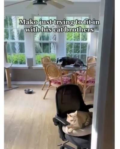Doggo thinks he is a cat
